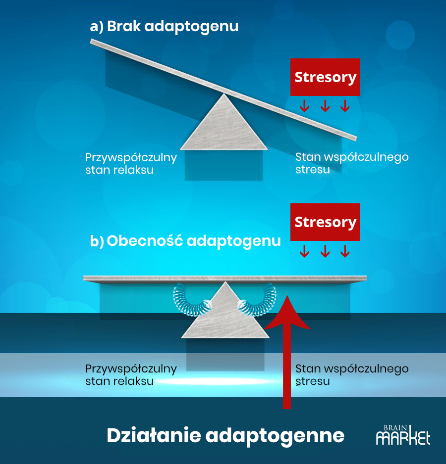 adaptogenni-efekt_pl